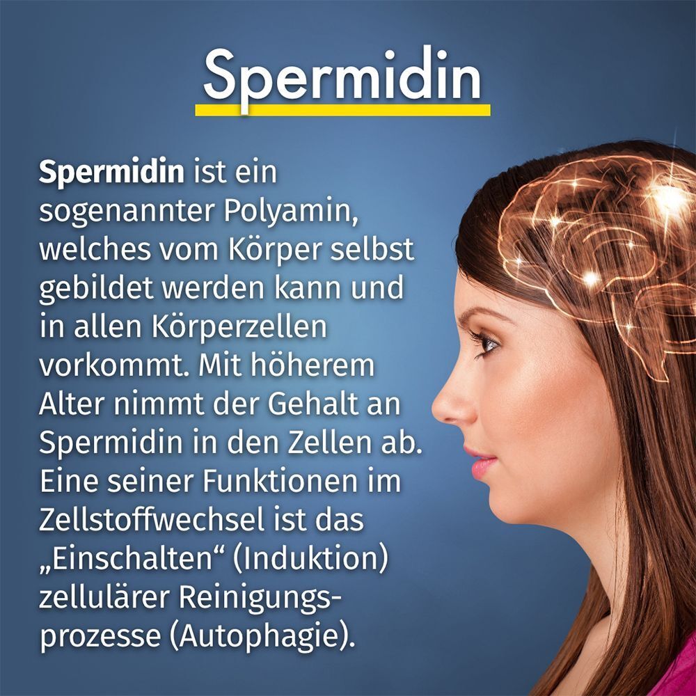 Frau mit Denkblase. Text: Spermidin ist ein Polyamin, welches vom Körper gebildet werden kann. Mit höherem Alter nimmt der Gehalt ab.