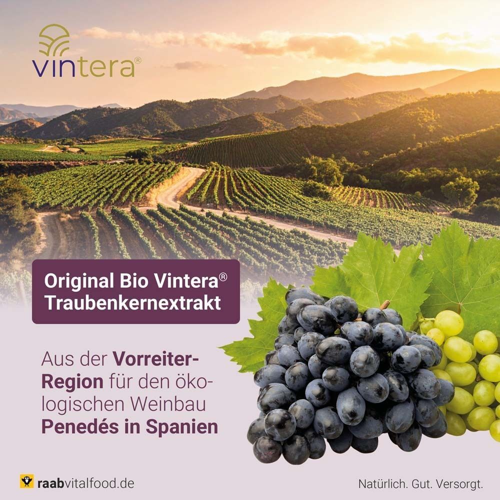 Trauben und Blätter vor Landschaft. Text: Original Bio Vintera Traubenkernextrakt. Aus der Vorreiter-Region Penedés in Spanien.