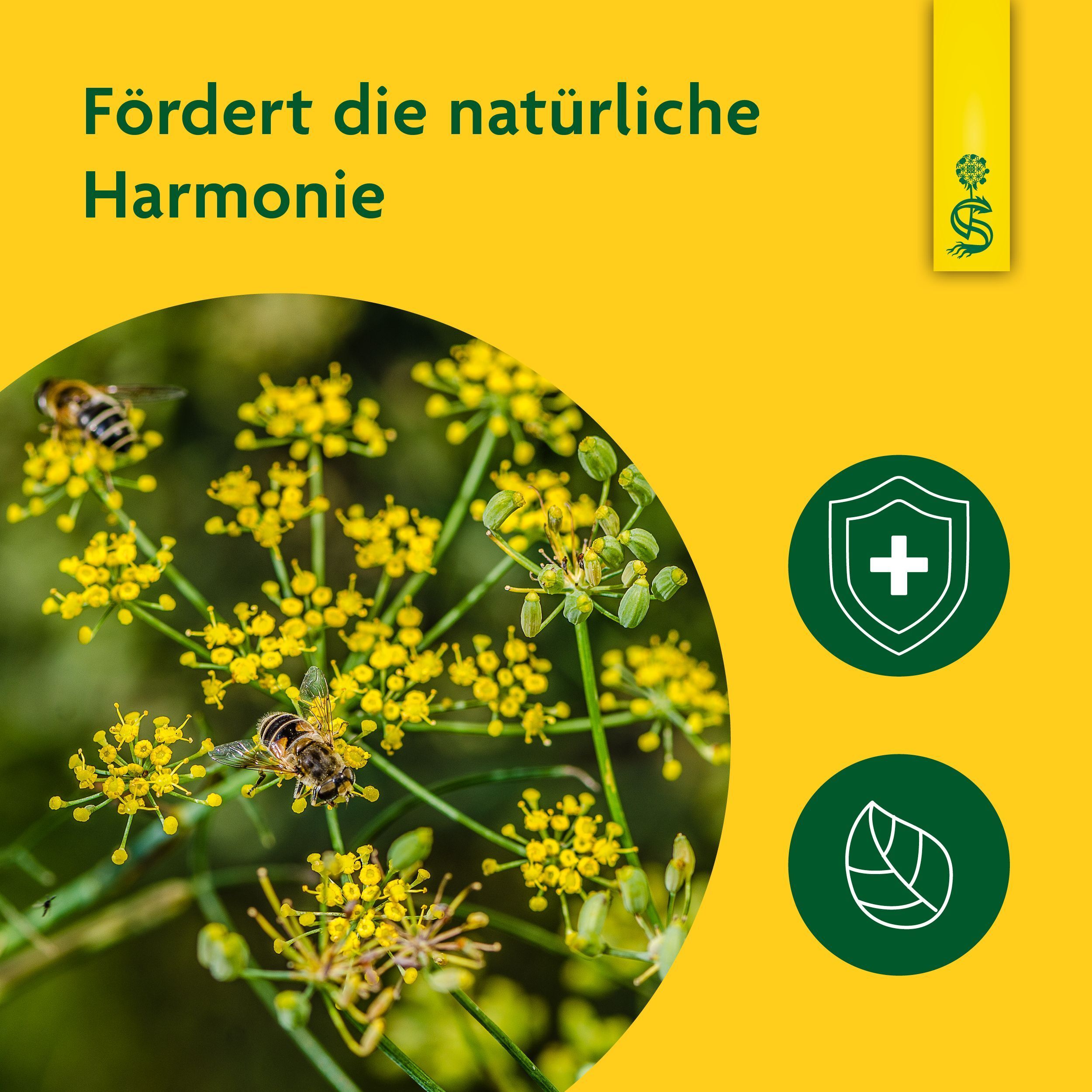 Fenchelblüten mit Bienen und Icons für Gesundheit und Natur.
