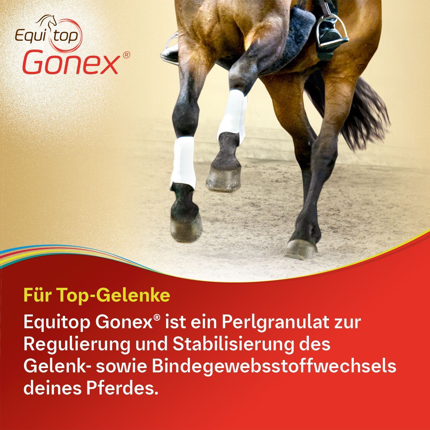 Pferd mit Bandagen an den Beinen. Text: Equitop Gonex ist ein Perlgranulat zur Regulierung und Stabilisierung des Gelenk- sowie Bindegewebsstoffwechsels.