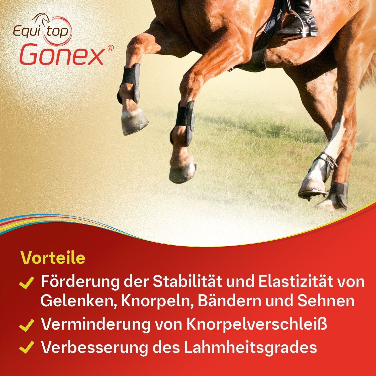 Pferd mit Bandagen an den Beinen. Text: Vorteile: Förderung der Stabilität und Elastizität von Gelenken, Knorpeln, Bändern und Sehnen.