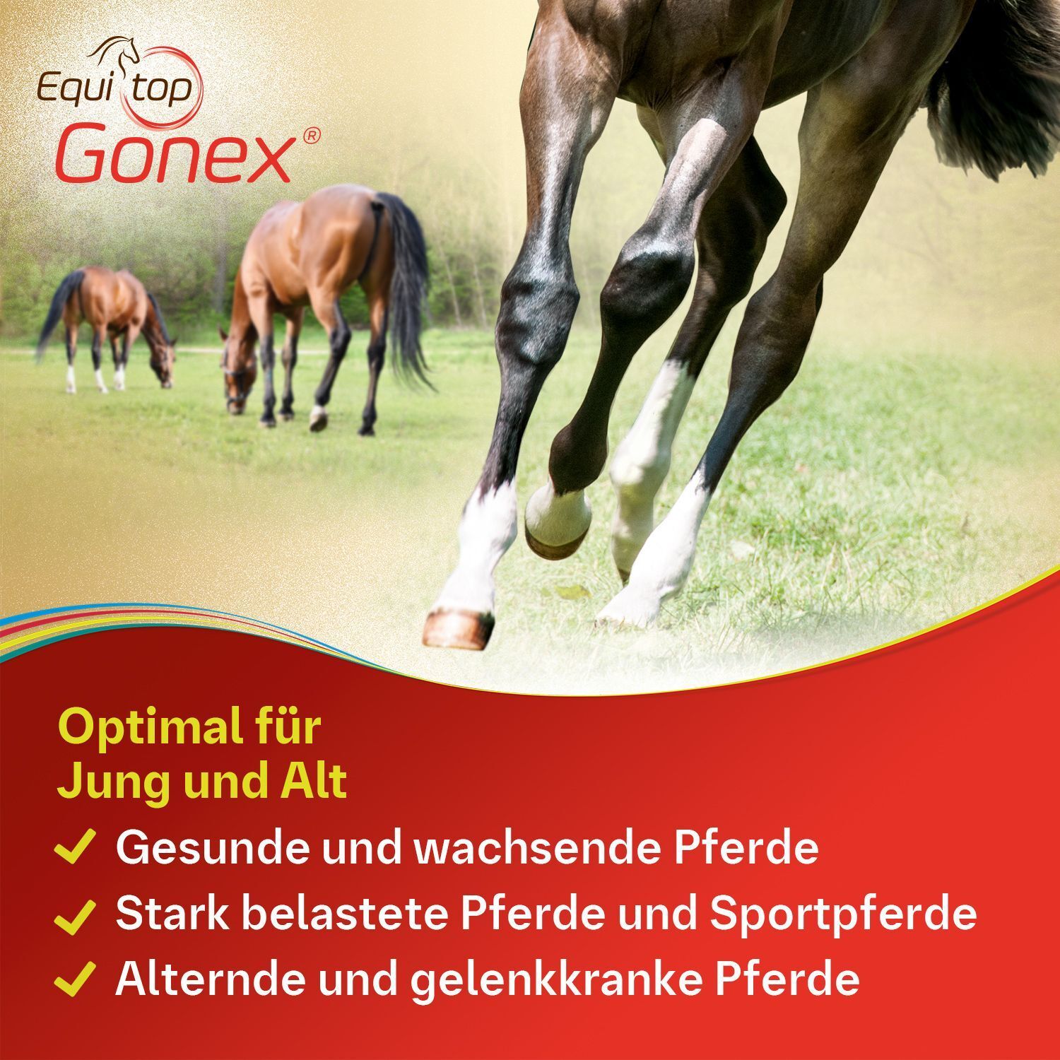 Pferde auf einer Wiese. Text: Optimal für Jung und Alt. Gesunde und wachsende Pferde. Stark belastete Pferde und Sportpferde.