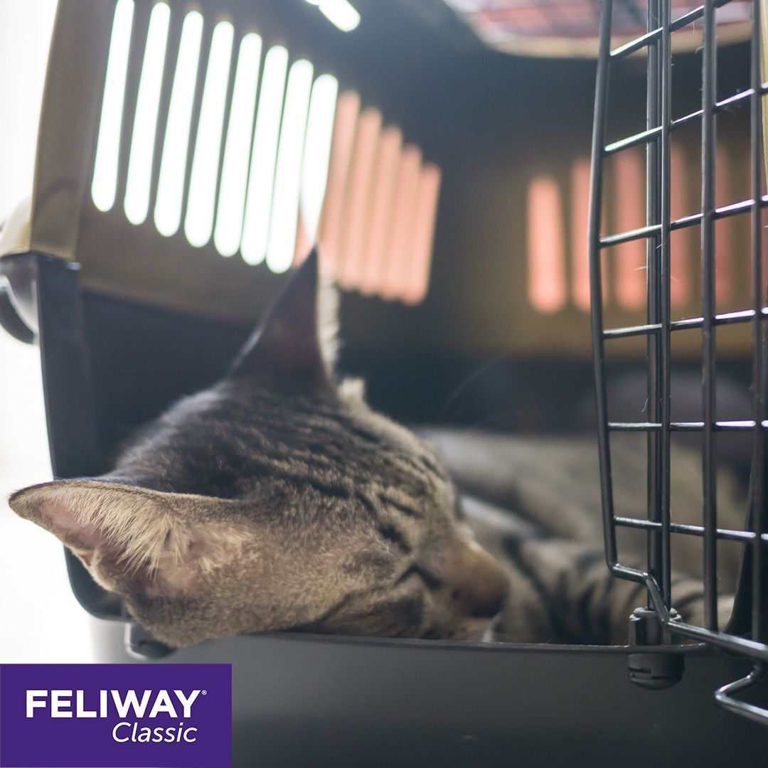 Katze in einer Transportbox. Box mit Gittertür. FELIWAY Classic Logo.