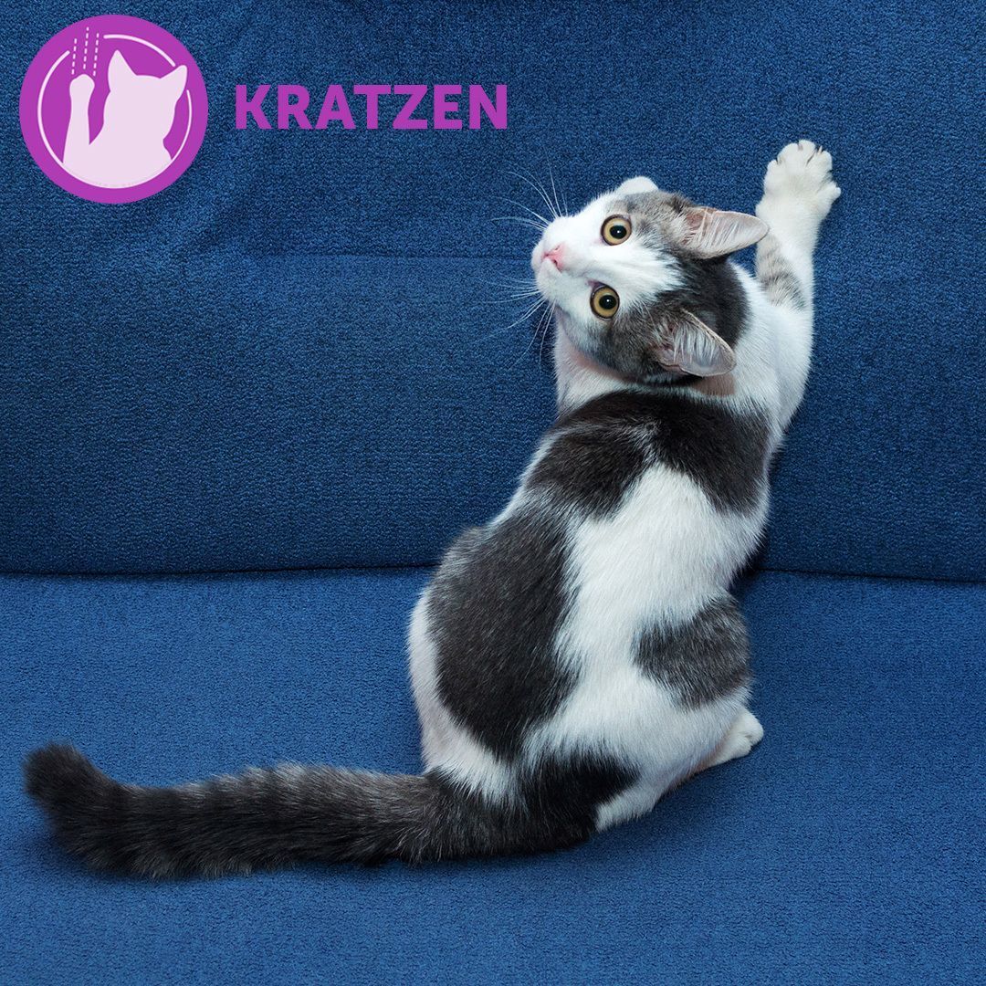 Katze kratzt an einem blauen Sofa. Text: KRATZEN, in einem lila Kreis.