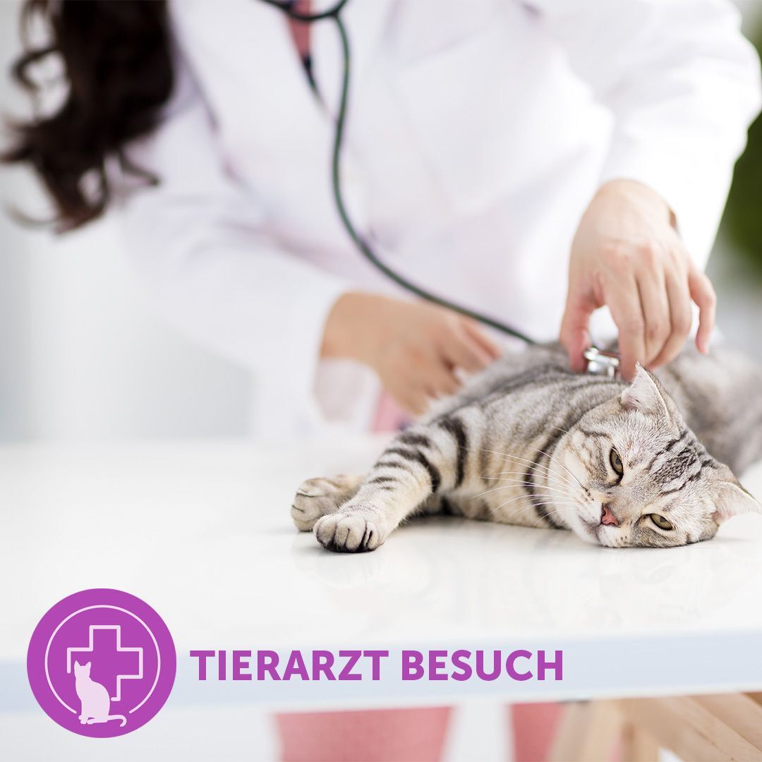 Tierarzt untersucht Katze auf einem Tisch. Text: TIERARZT BESUCH, in einem lila Kreis.