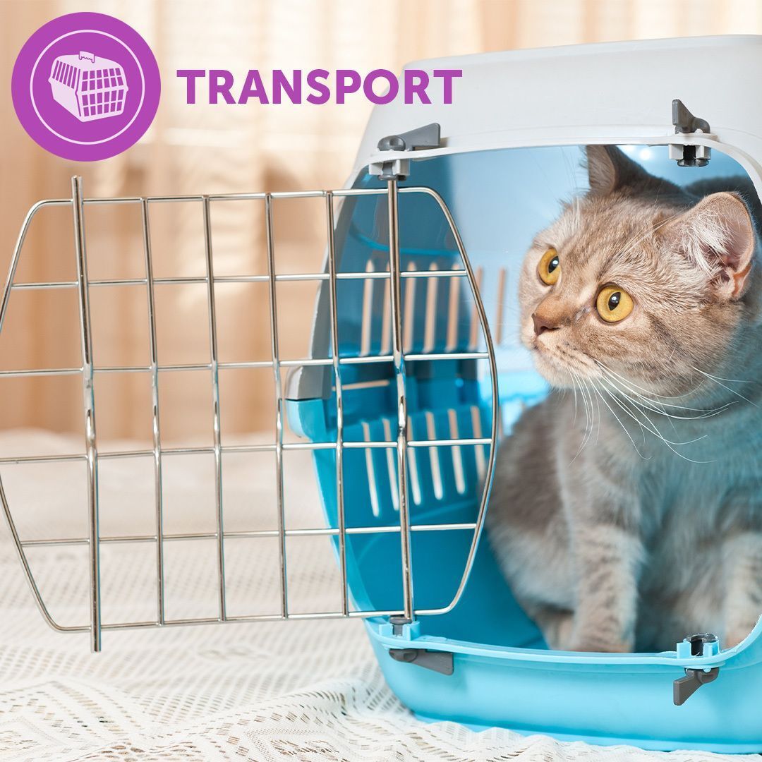 Katze in einer Transportbox. Text: TRANSPORT, in einem lila Kreis.