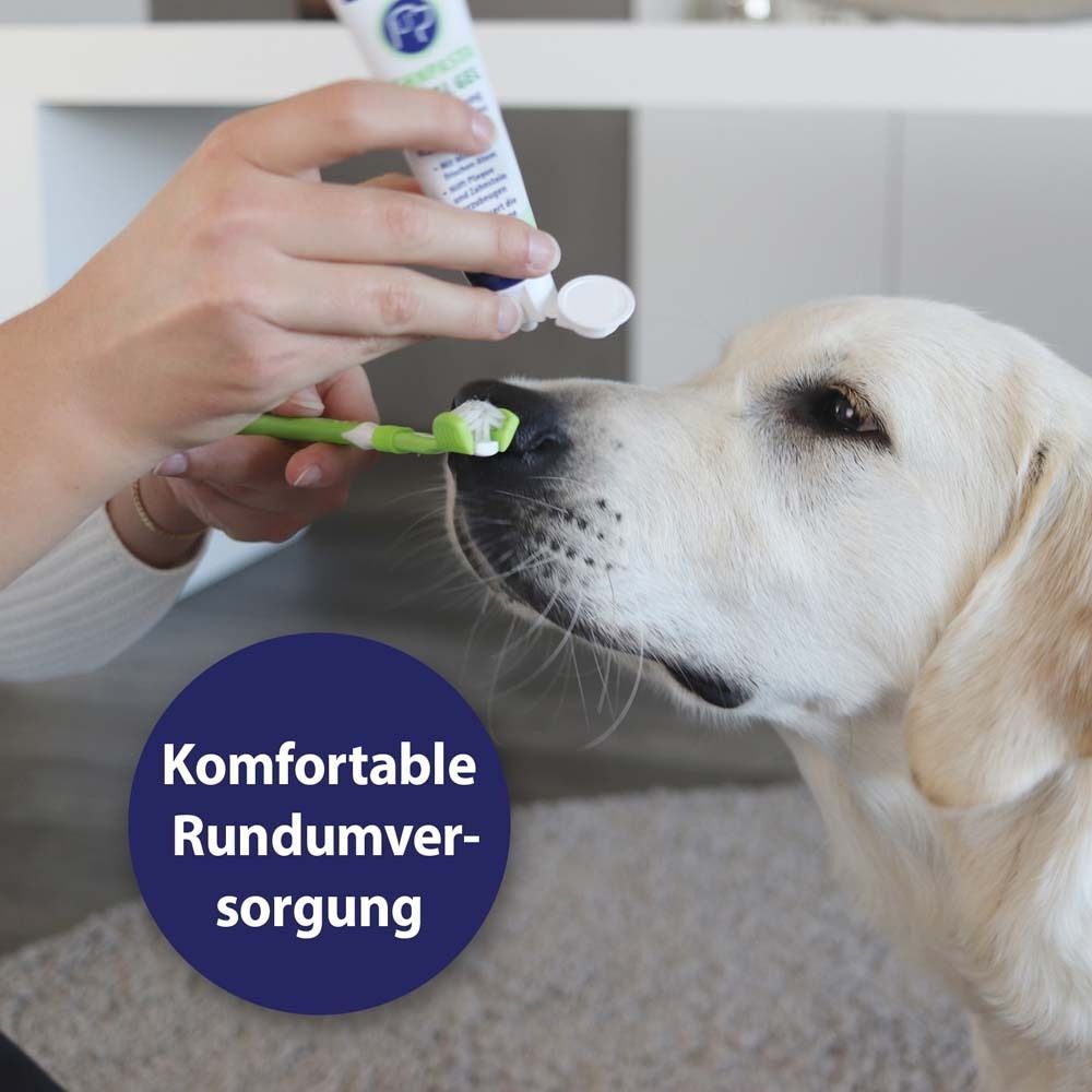 Hund mit Zahnbürste und Zahnpasta. Text: Komfortable Rundumversorgung.