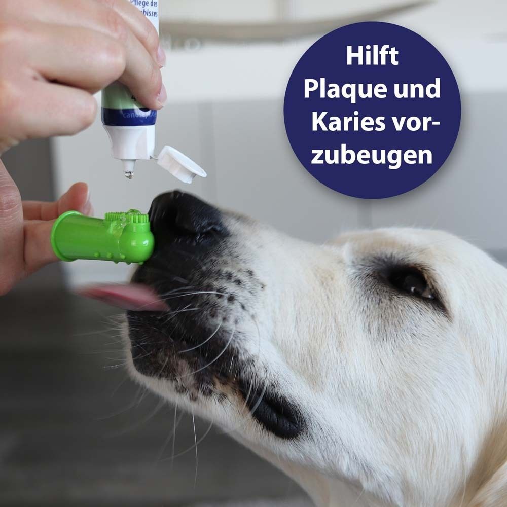 Hund bekommt Zahnpflege mit Fingerbürste. Grüne Bürste am Maul. Text: Hilft Plaque und Karies vorzubeugen.
