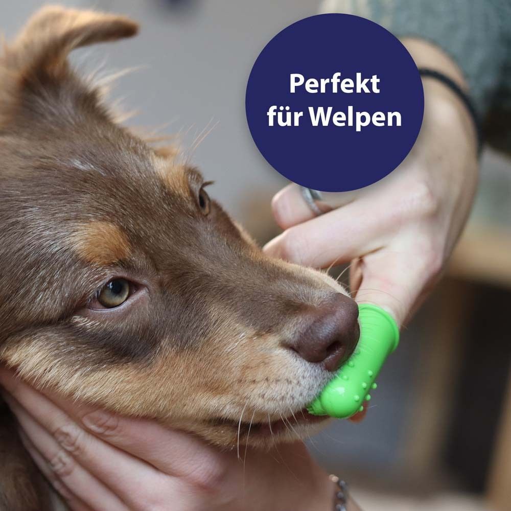 Hund mit Fingerbürste im Maul. Grüne Bürste. Text: Perfekt für Welpen.