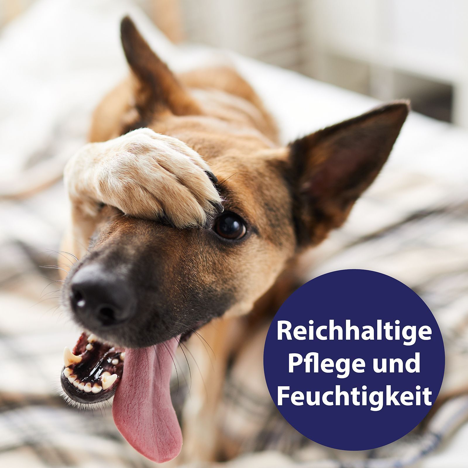 Hund mit Pfote auf dem Kopf und Zunge heraus. Blauer Kreis mit Text: Reichhaltige Pflege und Feuchtigkeit.