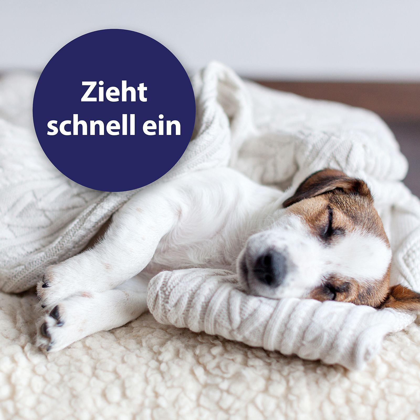Schlafender Hund auf Decke. Blauer Kreis mit Text: Zieht schnell ein.