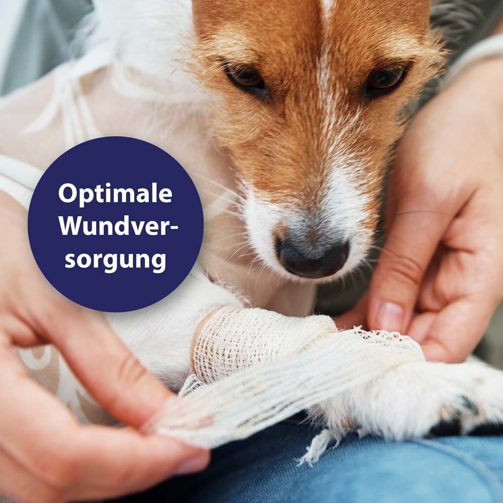 Hund mit Verband am Bein. Hände legen Verband an. Blauer Kreis mit Text: Optimale Wundversorgung.