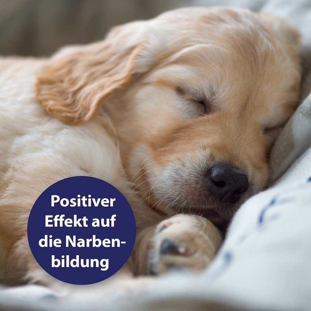 Schlafender Welpe. Blauer Kreis mit Text: Positiver Effekt auf die Narbenbildung.