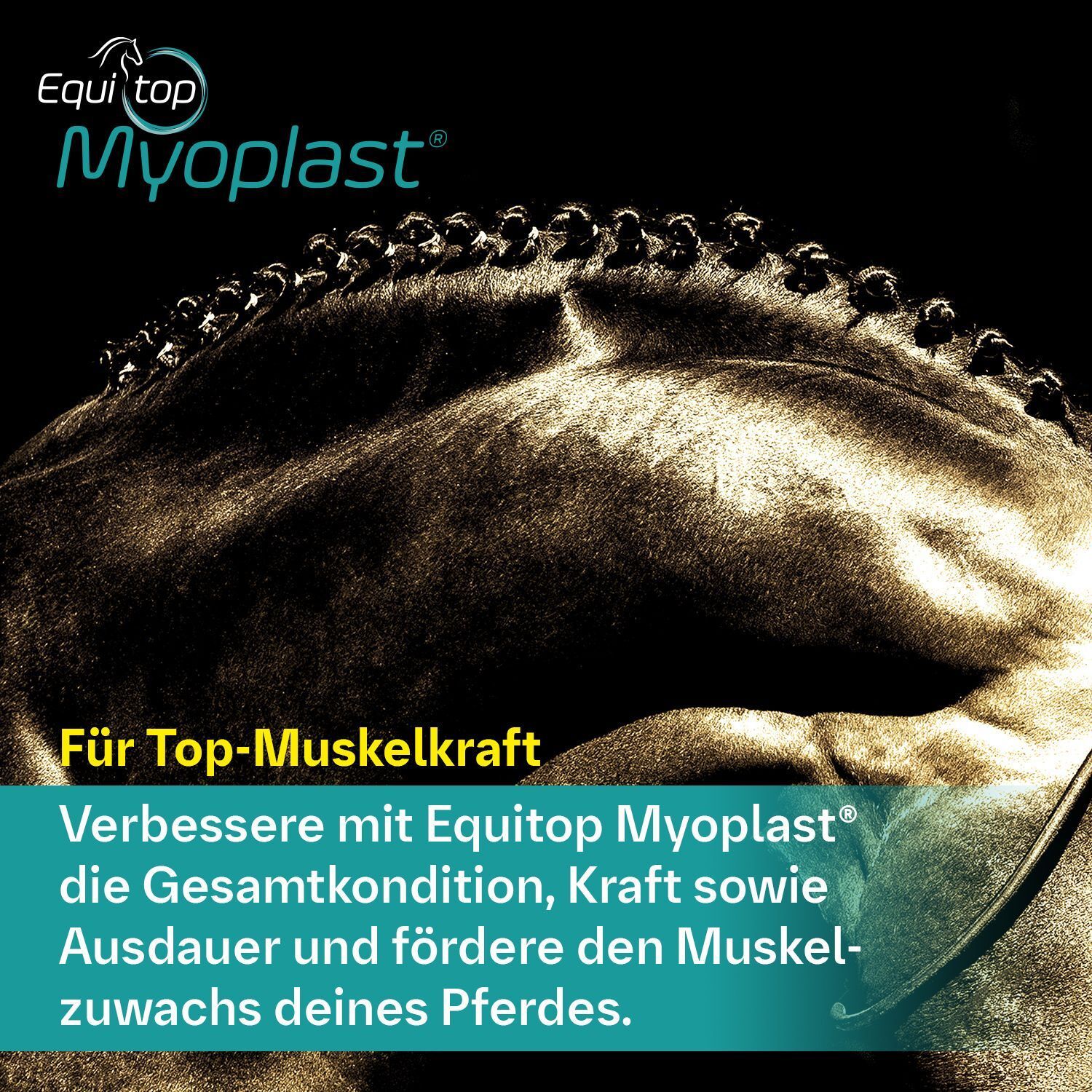 Pferd mit geflochtener Mähne. Text: Für Top-Muskelkraft. Verbessert Kondition, Kraft und Muskulatur.