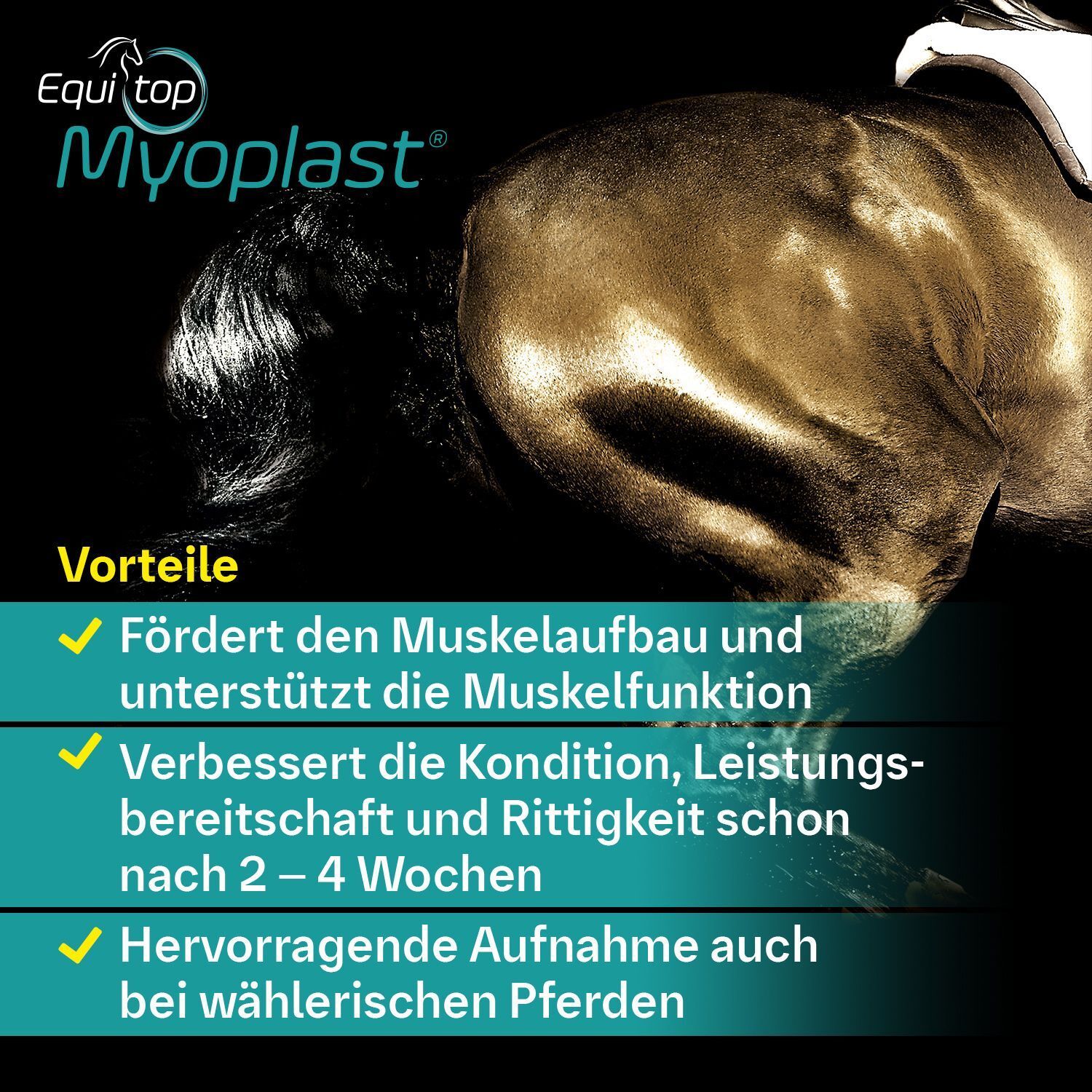 Pferd mit Sattel. Text: Vorteile: Fördert Muskelaufbau, verbessert Kondition und Rittigkeit.