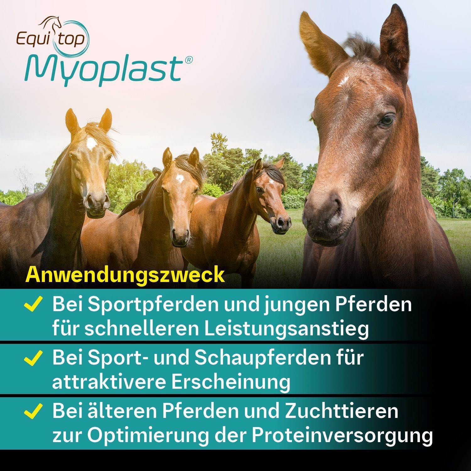 Mehrere Pferde auf einer Wiese. Text: Anwendungszweck: Für Sportpferde, attraktives Erscheinungsbild.