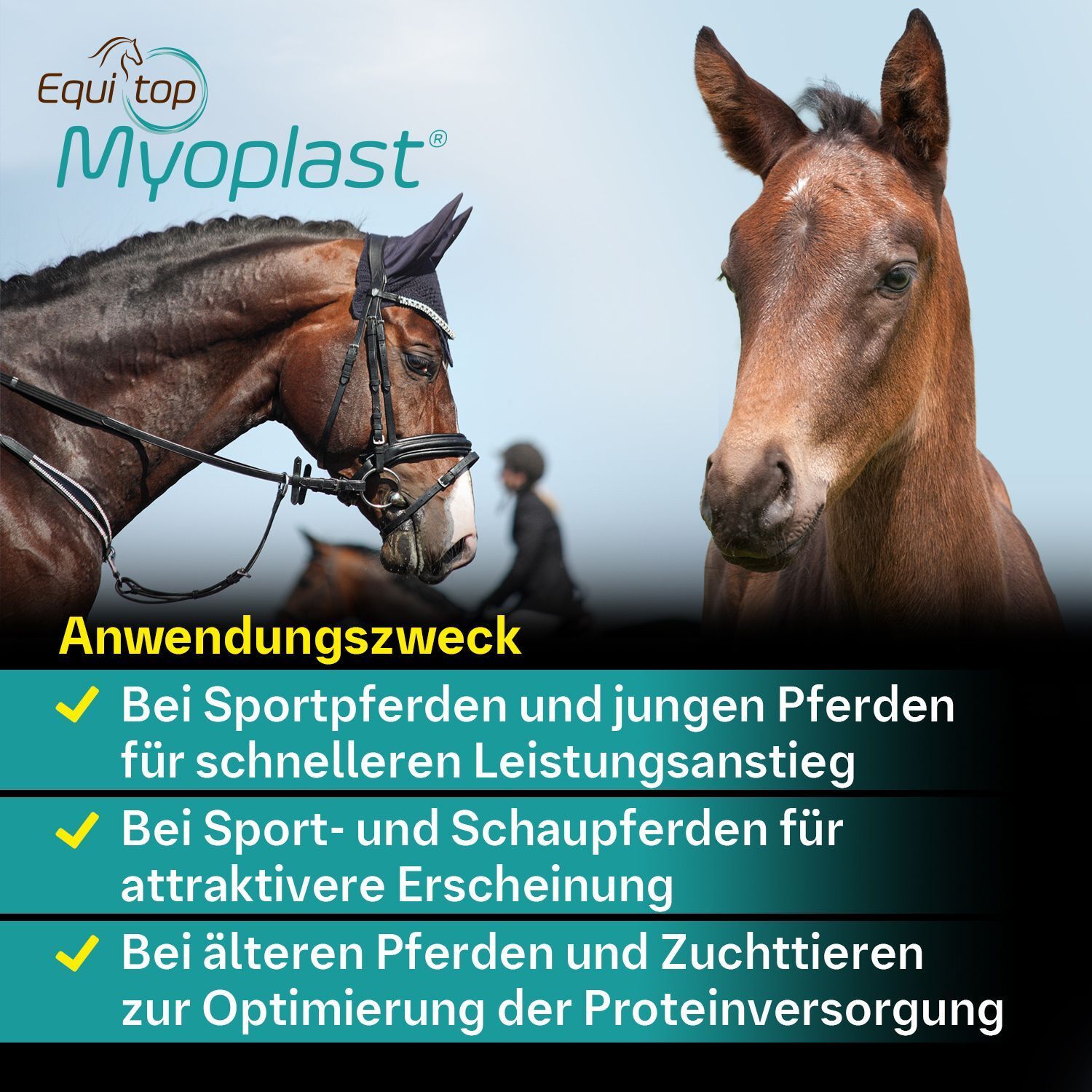 Pferd mit Reiter. Text: Anwendungszweck: Für Sportpferde, attraktives Erscheinungsbild.