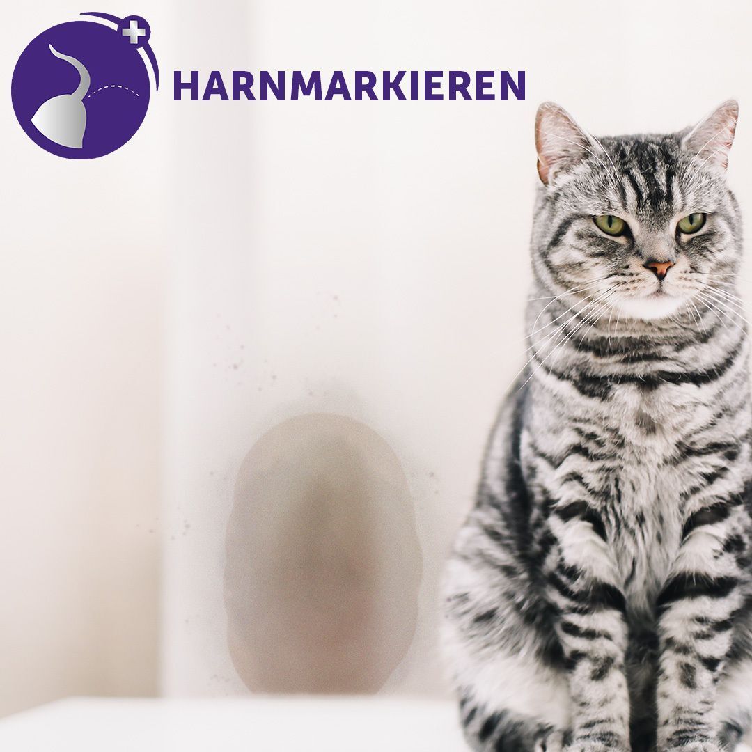 Grau getigerte Katze. Symbol für Harnmarkieren. Text: HARNMARKIEREN.