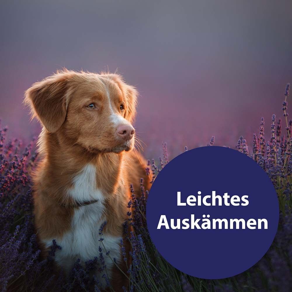 Hund in Lavendelfeld. Auf blauem Kreis steht: Leichtes Auskämmen.