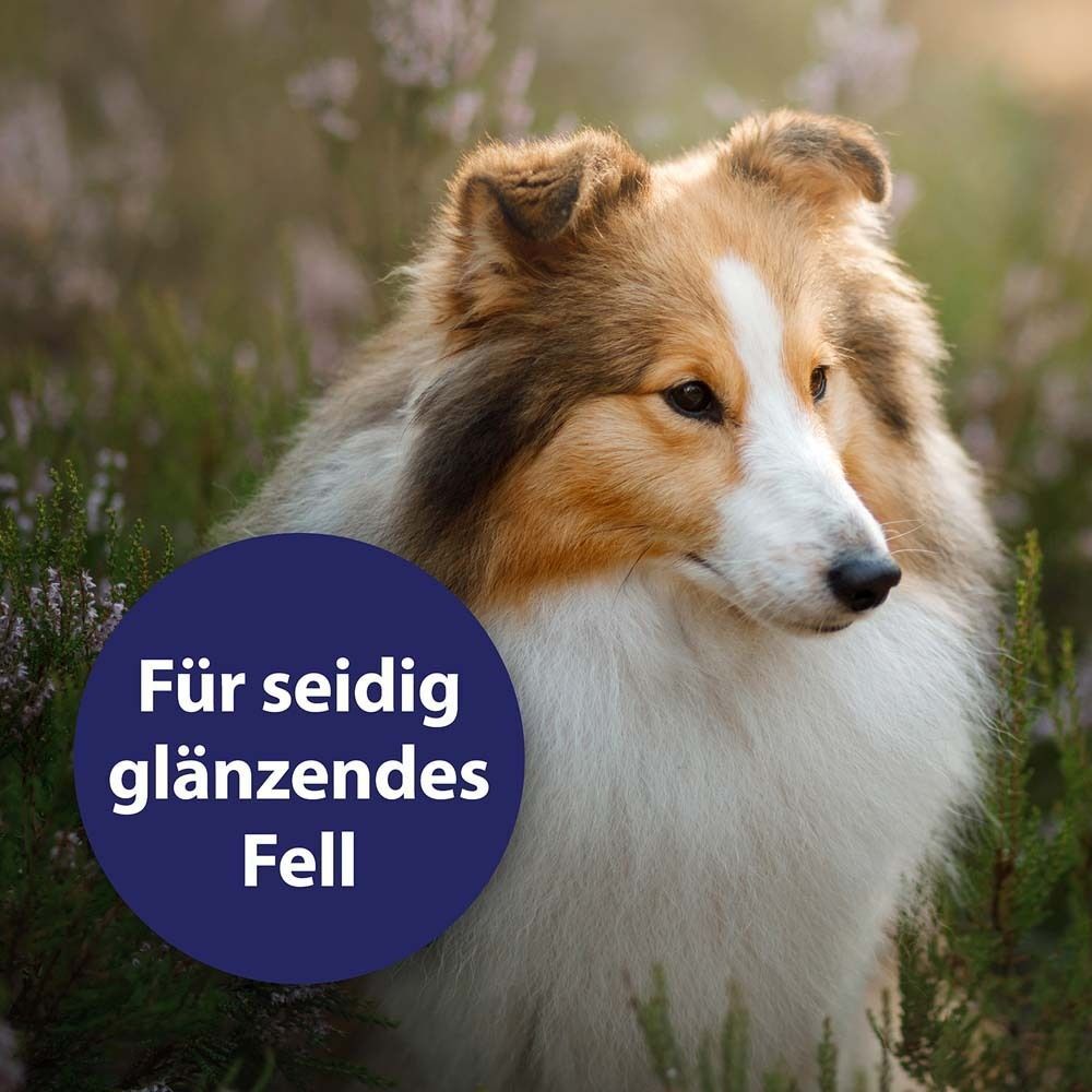 Hund im Gras. Auf blauem Kreis steht: Für seidig glänzendes Fell.