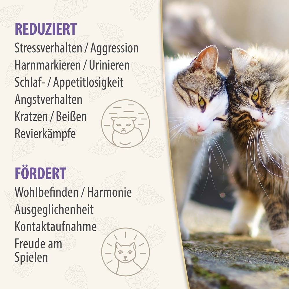 Infografik mit Texten in deutscher Sprache. Reduziert und fördert Verhaltensweisen bei Katzen. Illustrationen von Katzen.
