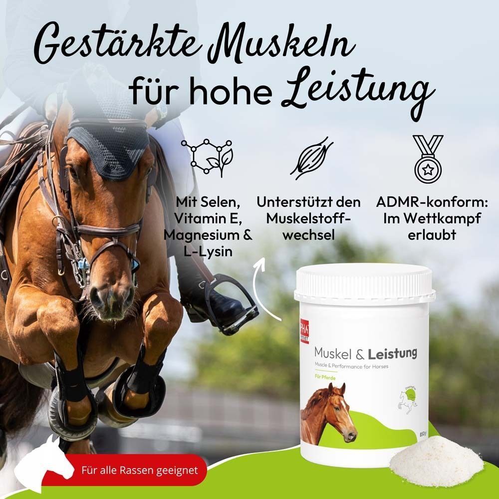 Pferd springt. Behälter mit Aufschrift Muskel & Leistung. Text über Inhaltsstoffe und Vorteile.