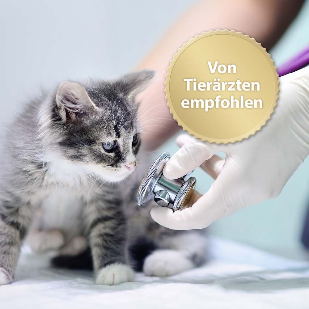Kätzchen wird von Tierarzt untersucht. Goldene Auszeichnung mit Text: Von Tierärzten empfohlen.