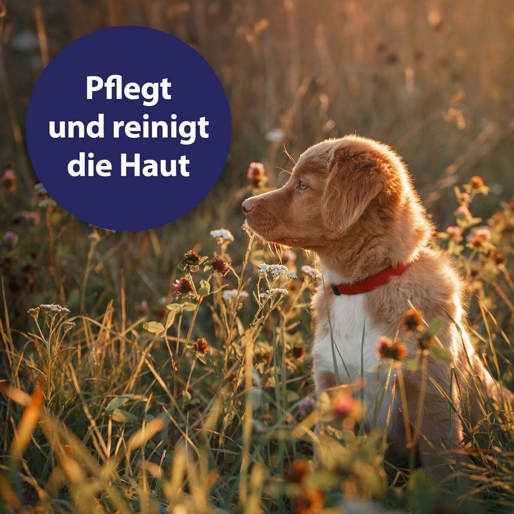 Hund im Feld. Blauer Kreis mit Text: Pflegt und reinigt die Haut. Hund trägt rotes Halsband.