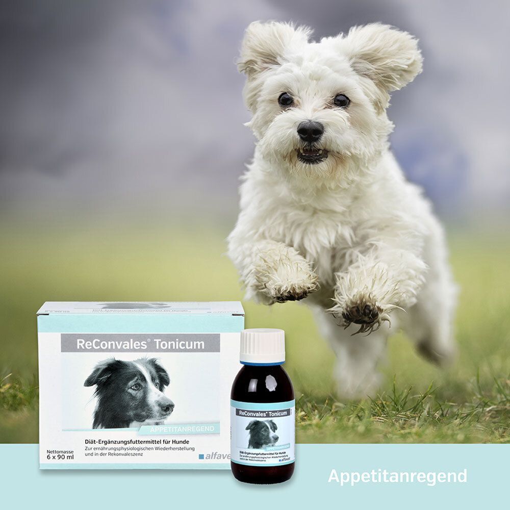 Weißer Hund springt neben Produktverpackung und Flasche ReConvales Tonicum. Aufschrift: Appetitanregend. Flasche mit blauem Deckel.