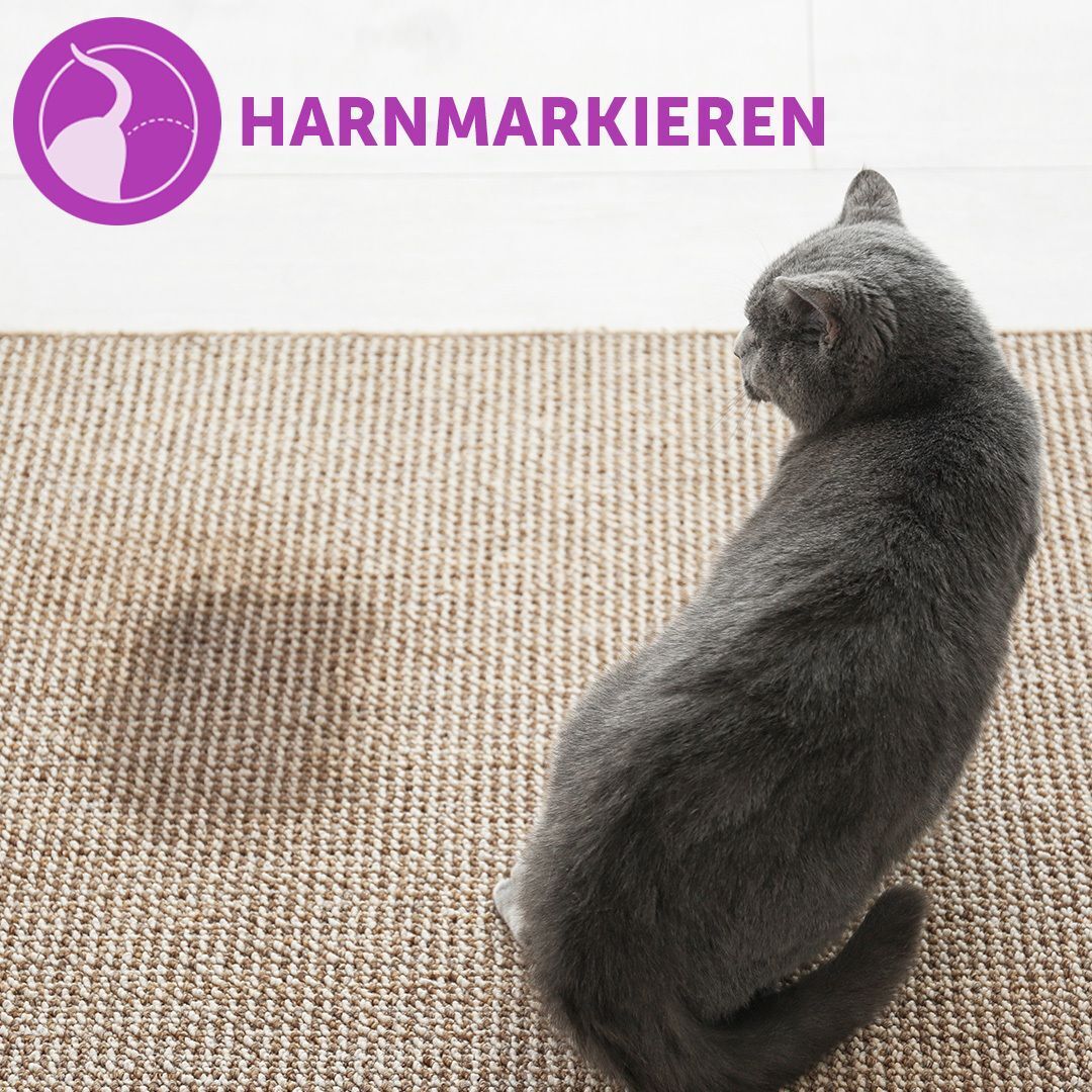 Graue Katze sitzt auf Teppich. Text: HARNMARKIEREN. Lila Kreis mit Symbol einer Urinmarkierung.