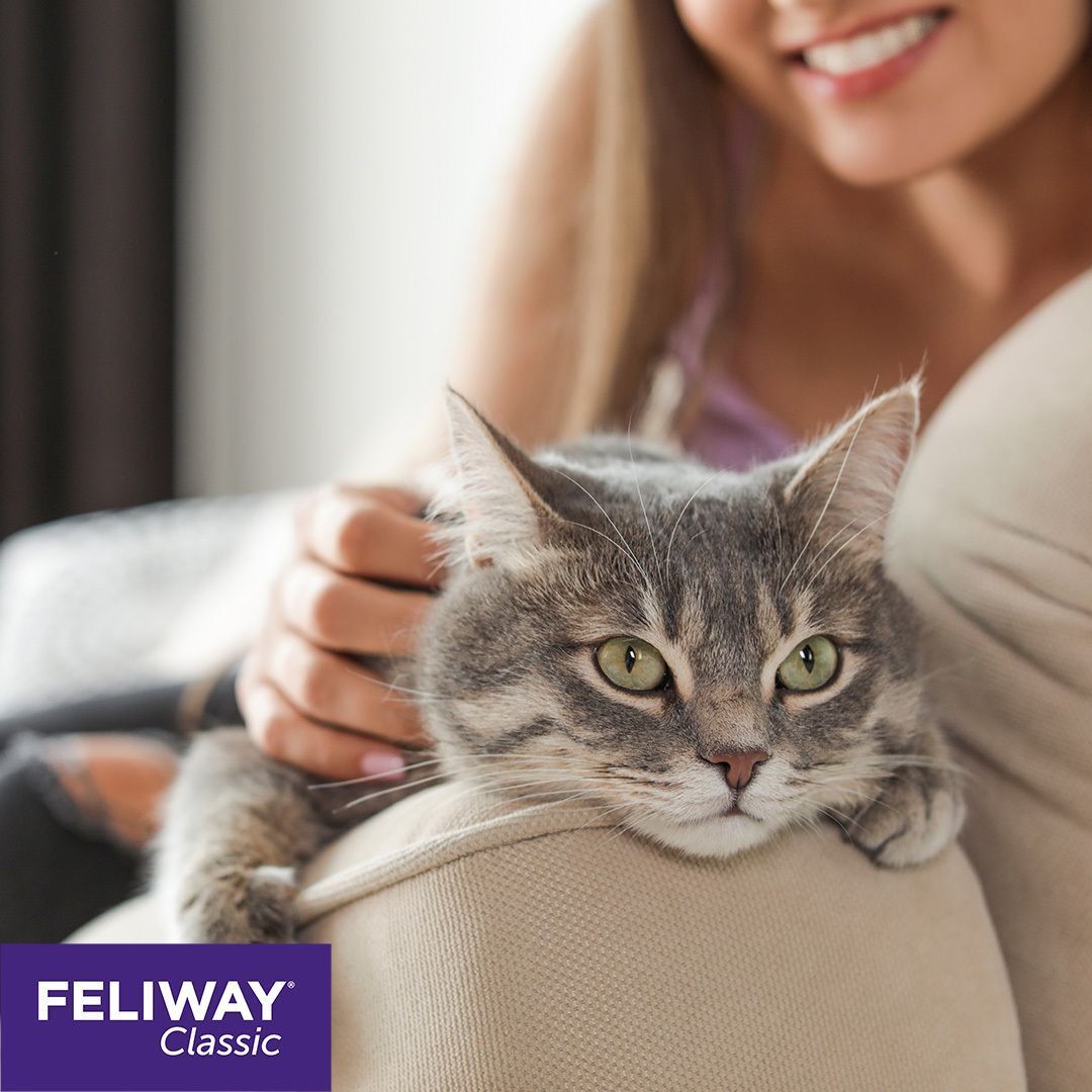Frau streichelt graue Katze. FELIWAY Classic Logo unten links.