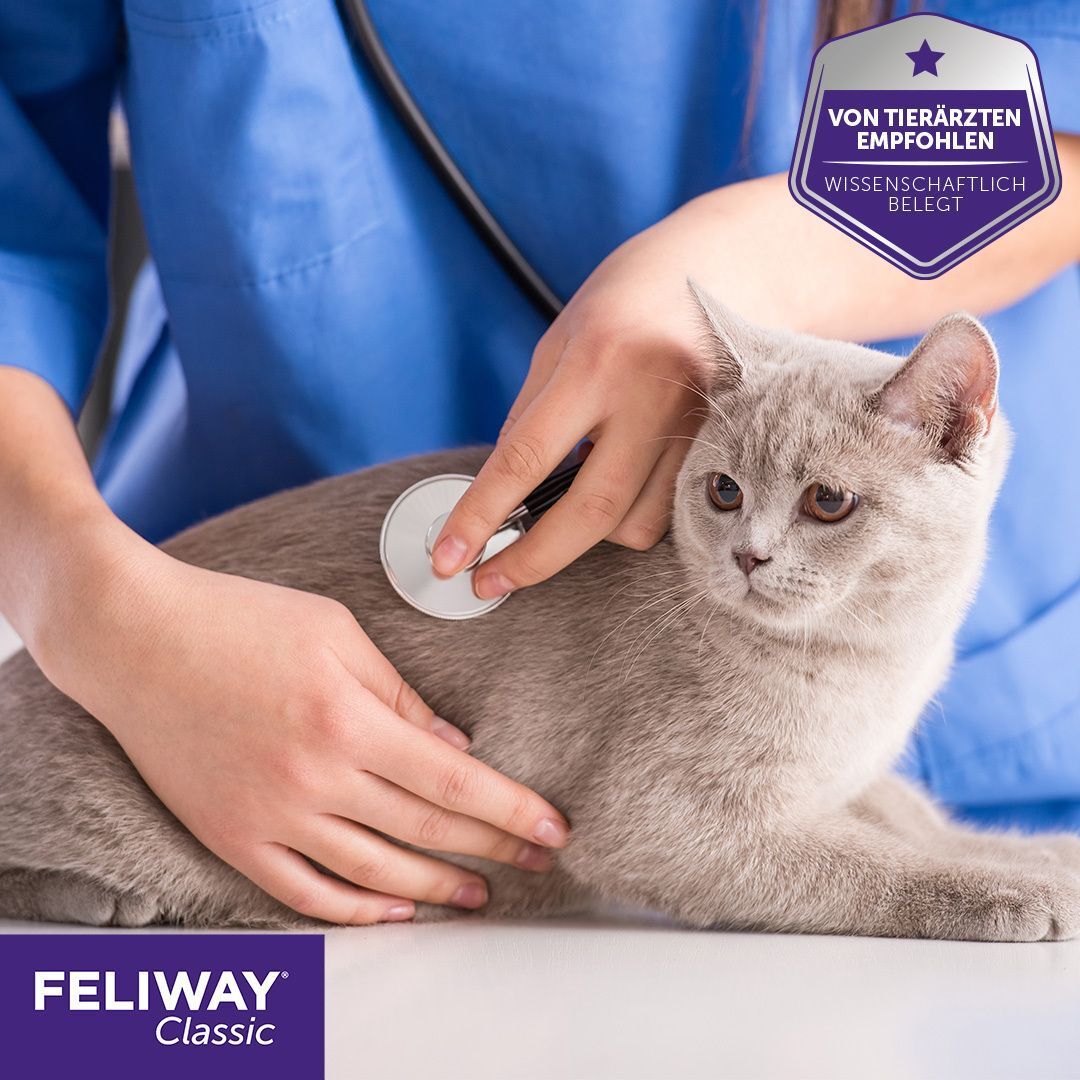 Tierarzt untersucht Katze mit Stethoskop. FELIWAY Classic Logo. Siegel: Von Tierärzten empfohlen.