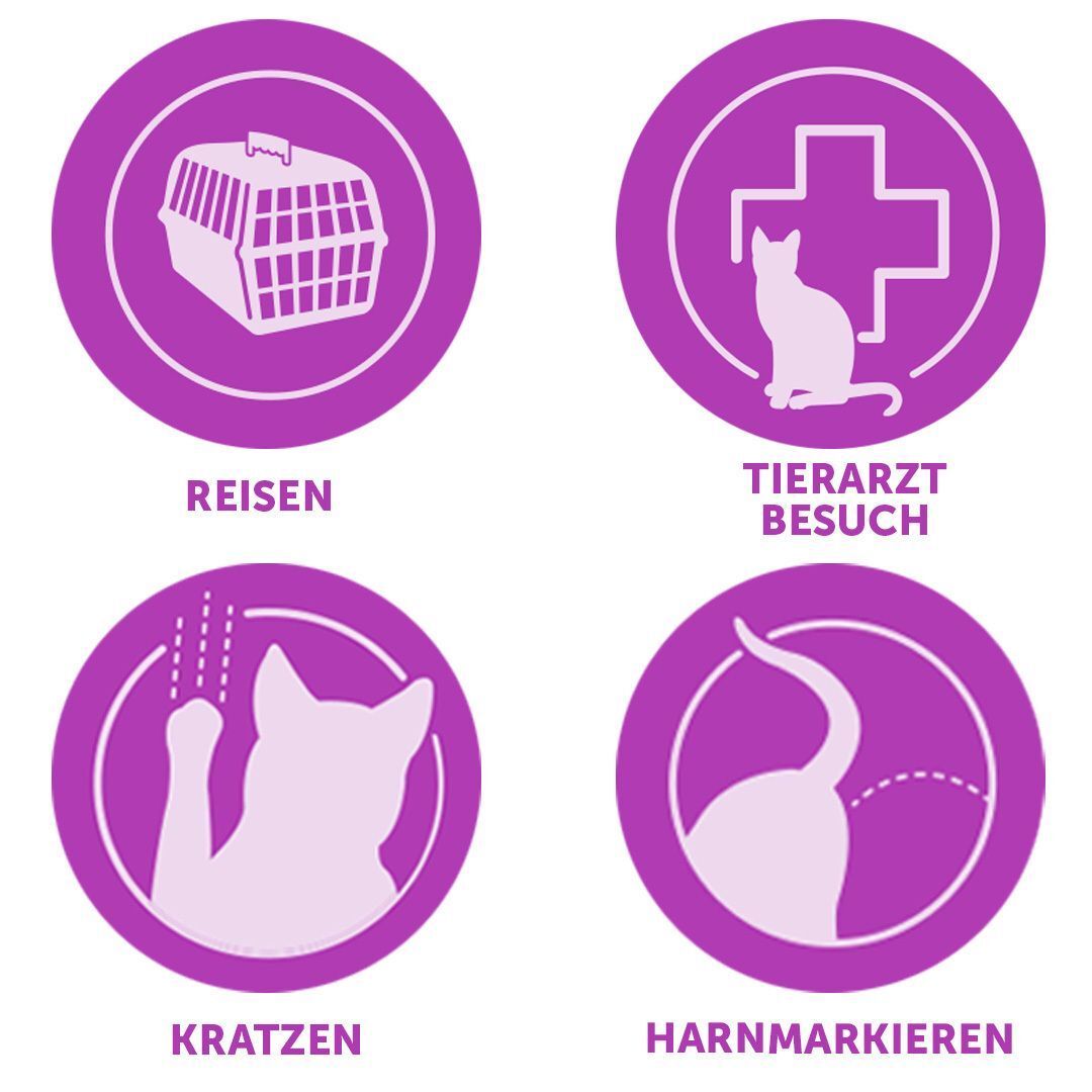 Vier lila Kreissymbole. Reise, Tierarztbesuch, Kratzen, Harnmarkieren. Weiße Katzenumrisse.
