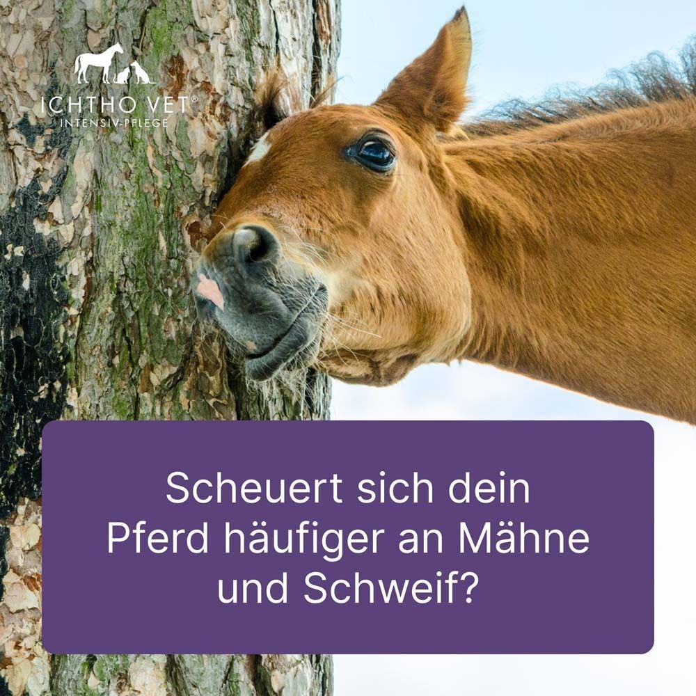 Junges Pferd reibt sich an einem Baum. Text: Scheuert sich dein Pferd häufiger an Mähne und Schweif?