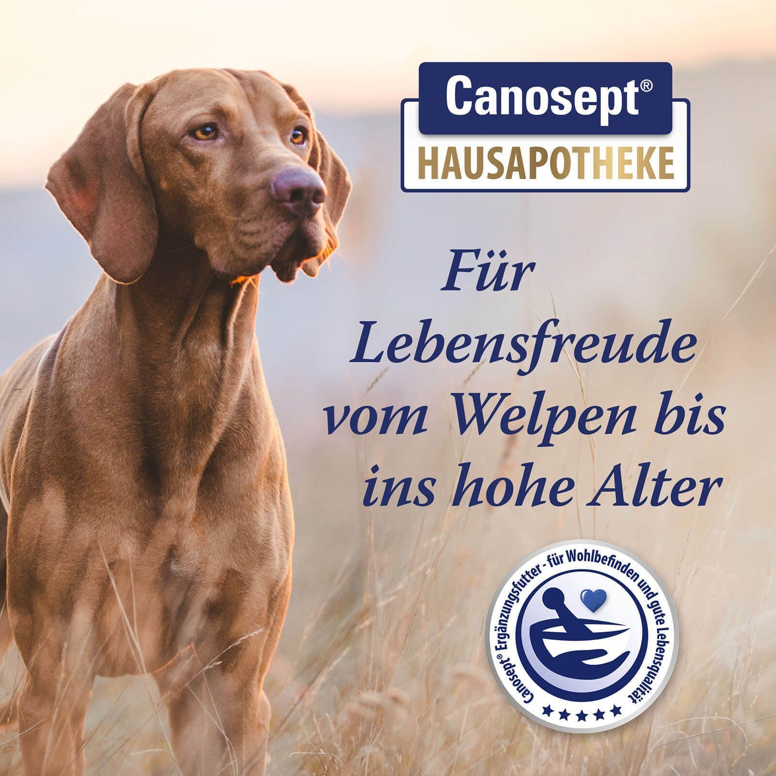 Hund im Feld. Logo CANOSEPT HAUSAPOTHEKE. Text: Für Lebensfreude vom Welpen bis ins hohe Alter. Logo mit Sternen.