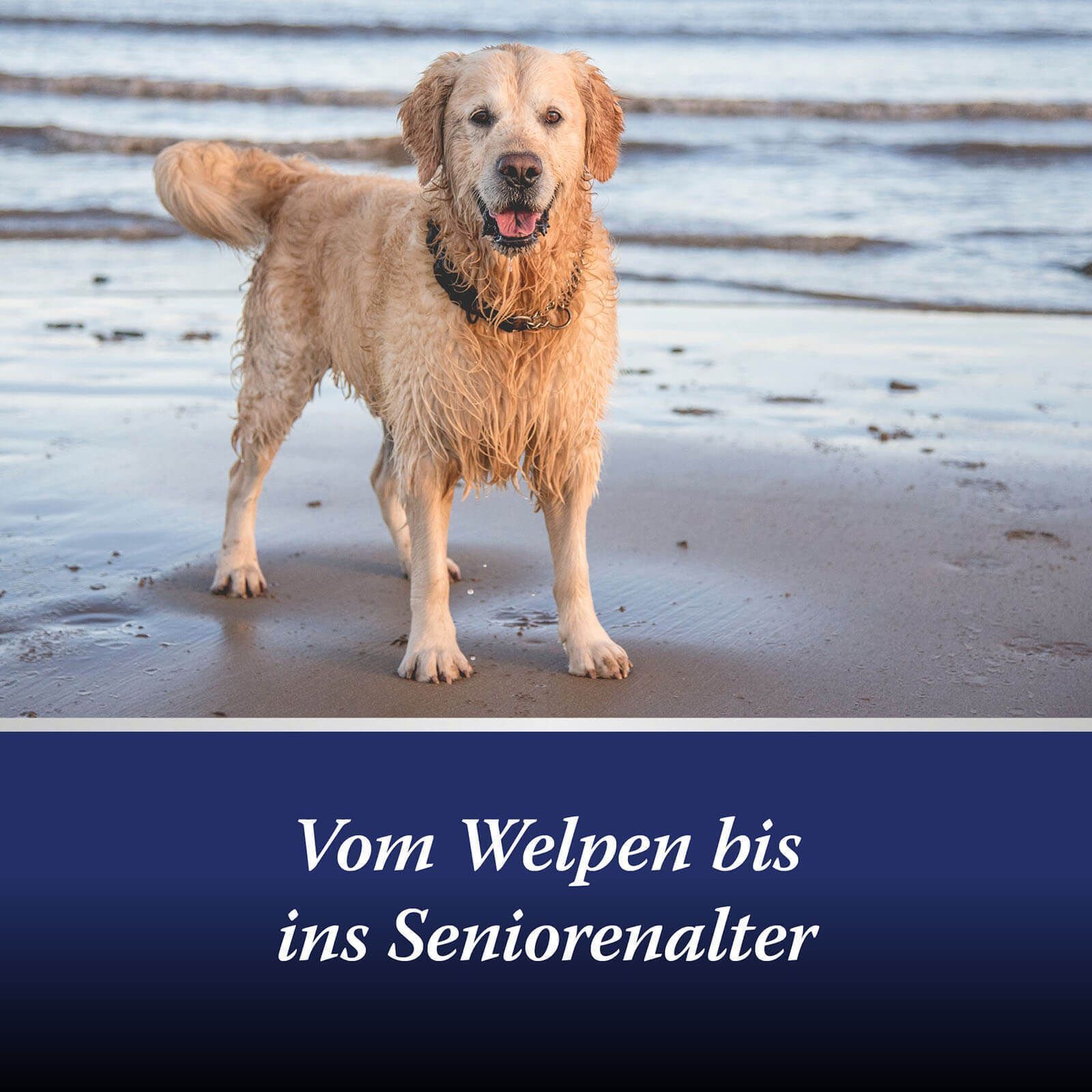Hund am Strand. Text: Vom Welpen bis ins Seniorenalter. Blauer Hintergrund.