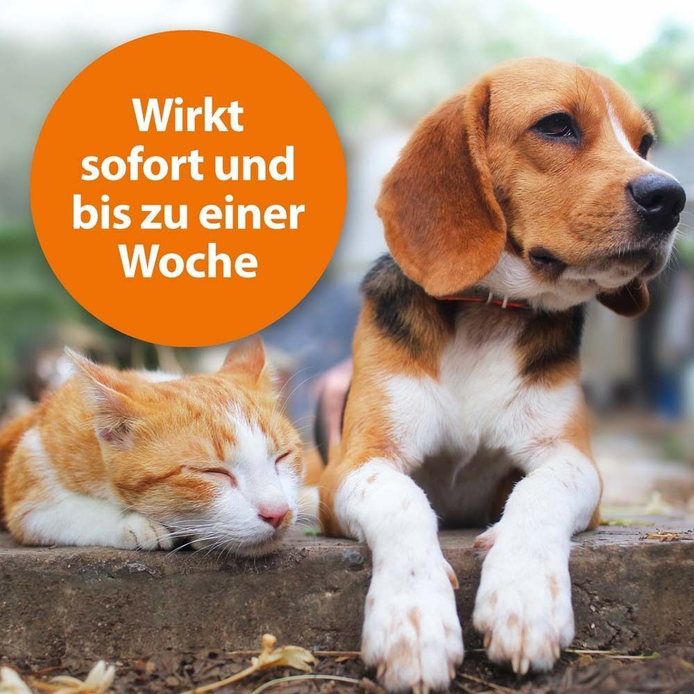Ein Beagle und eine Katze liegen nebeneinander. Orangefarbener Kreis mit Text: Wirkt sofort und bis zu einer Woche.