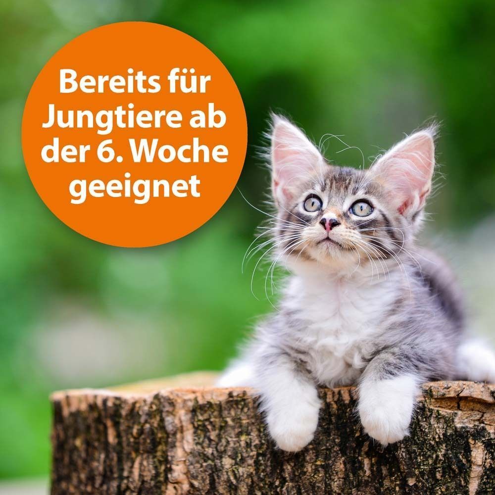 Eine Katze sitzt auf einem Baumstumpf. Orangefarbener Kreis mit Text: Bereits für Jungtiere ab der 6. Woche geeignet.