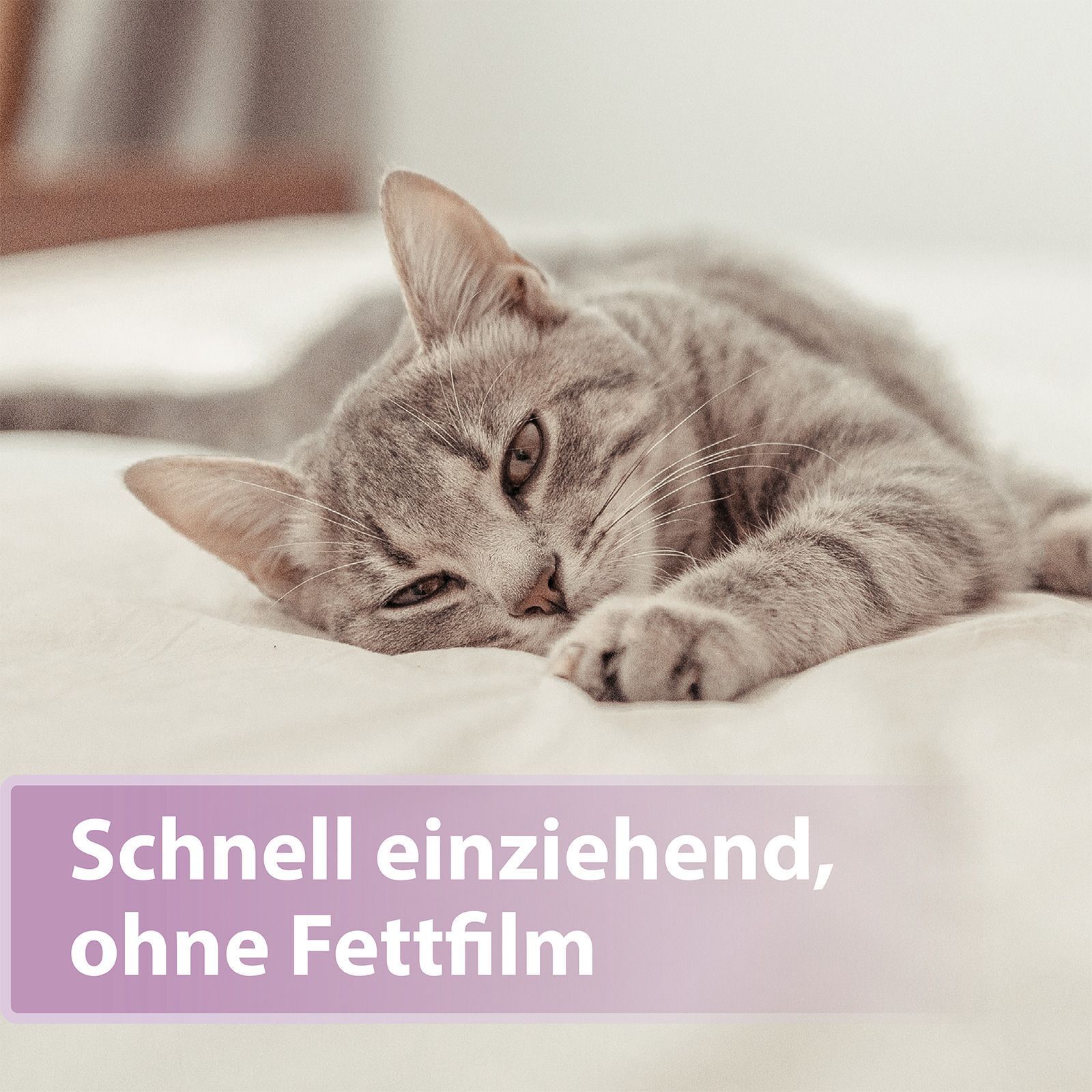 Graue Katze liegt auf weißer Decke. Text: Schnell einziehend, ohne Fettfilm.