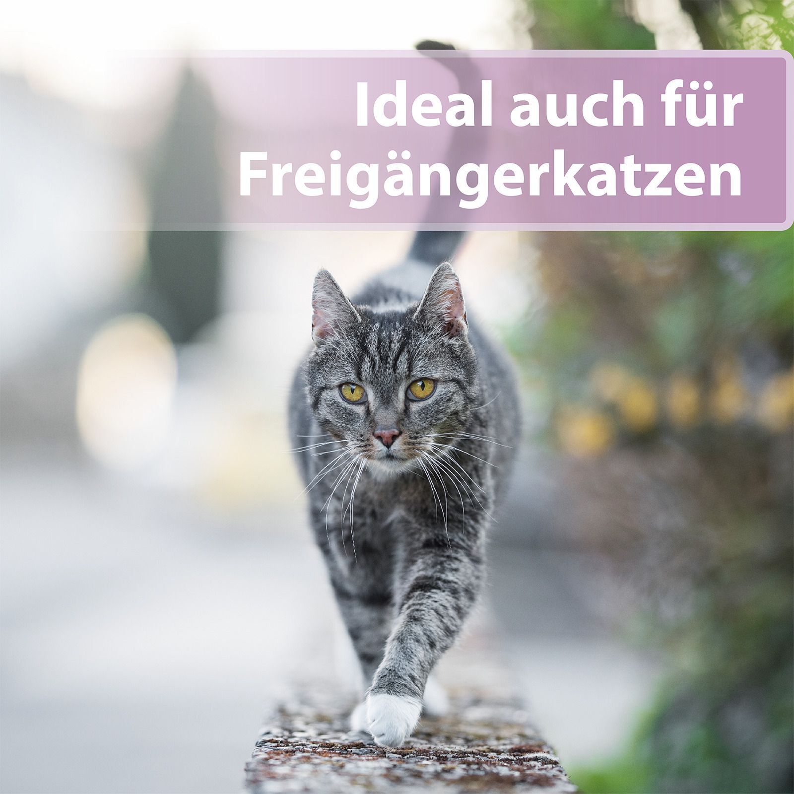 Grau getigerte Katze geht auf einer Mauer. Text: Ideal auch für Freigängerkatzen.