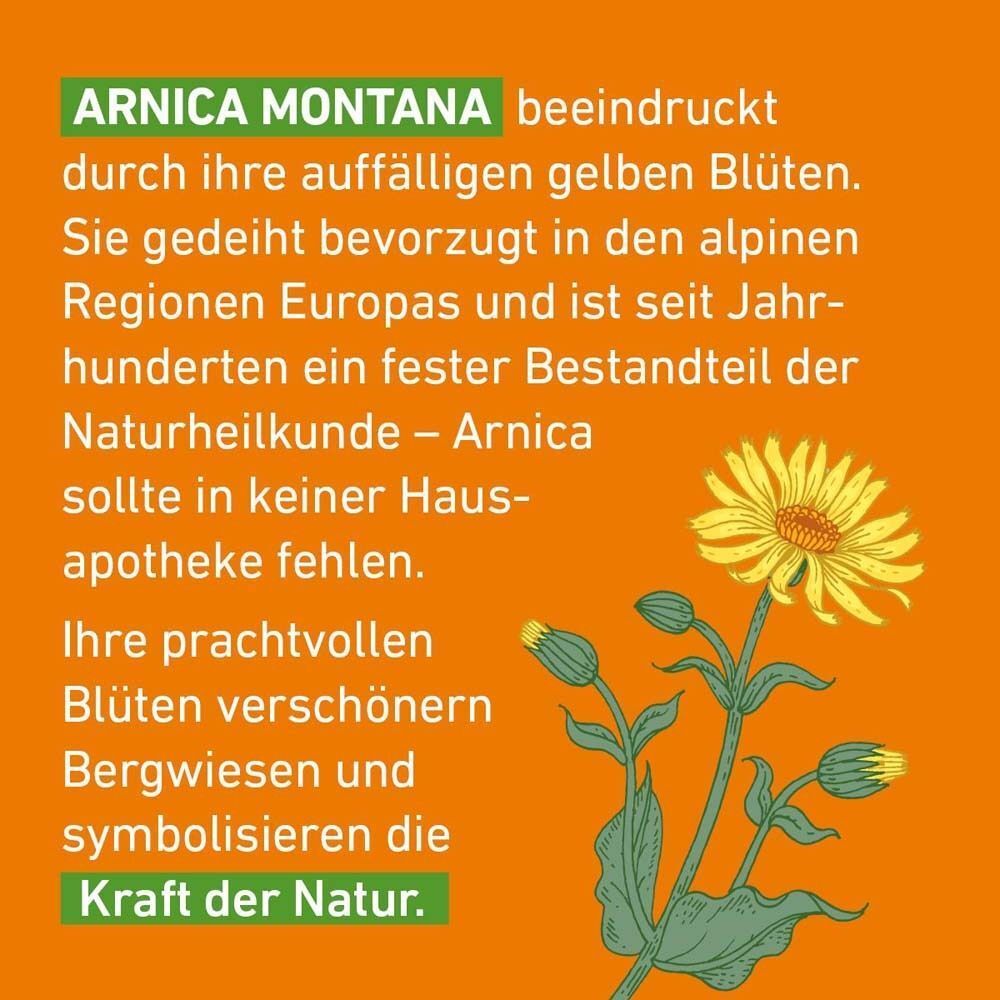 Text über Arnica Montana und gelbe Blüten. Illustration einer gelben Arnica-Blume mit Knospen.