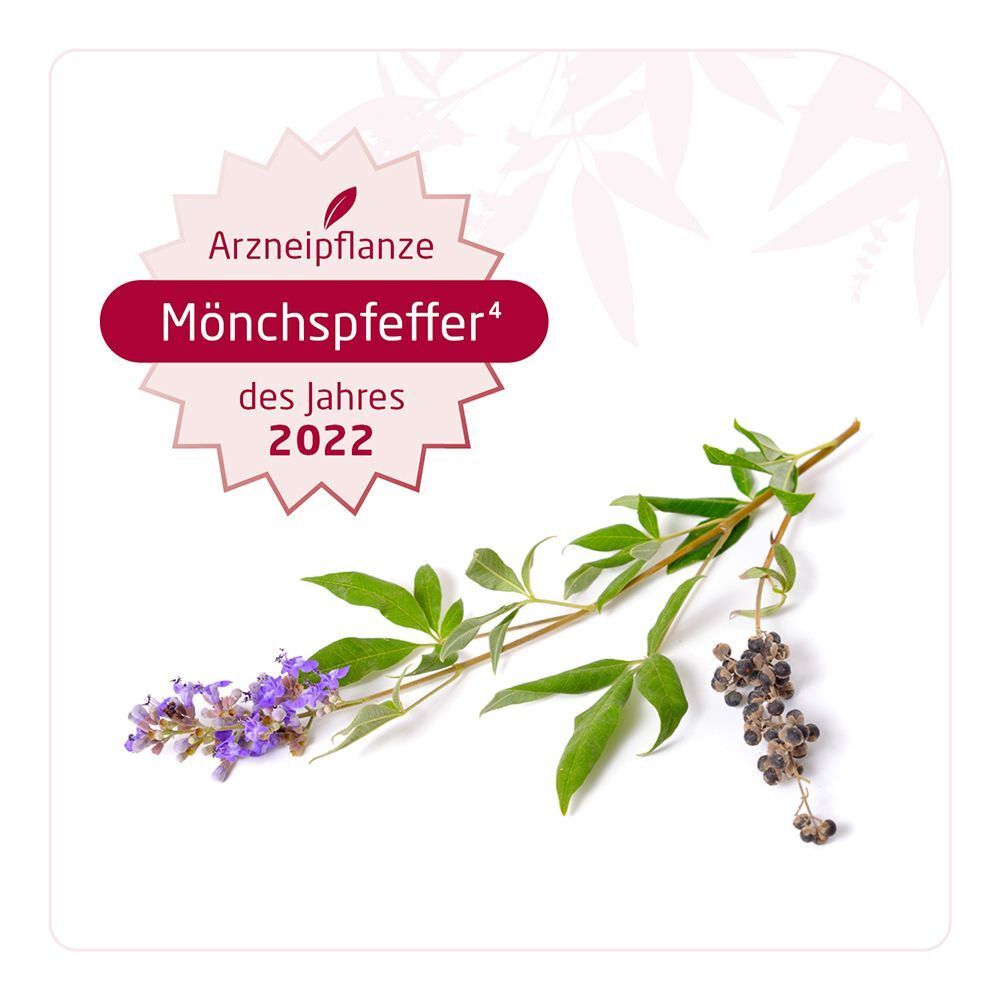 Mönchspfeffer-Pflanze, ausgezeichnet als "Arzneipflanze des Jahres 2022".