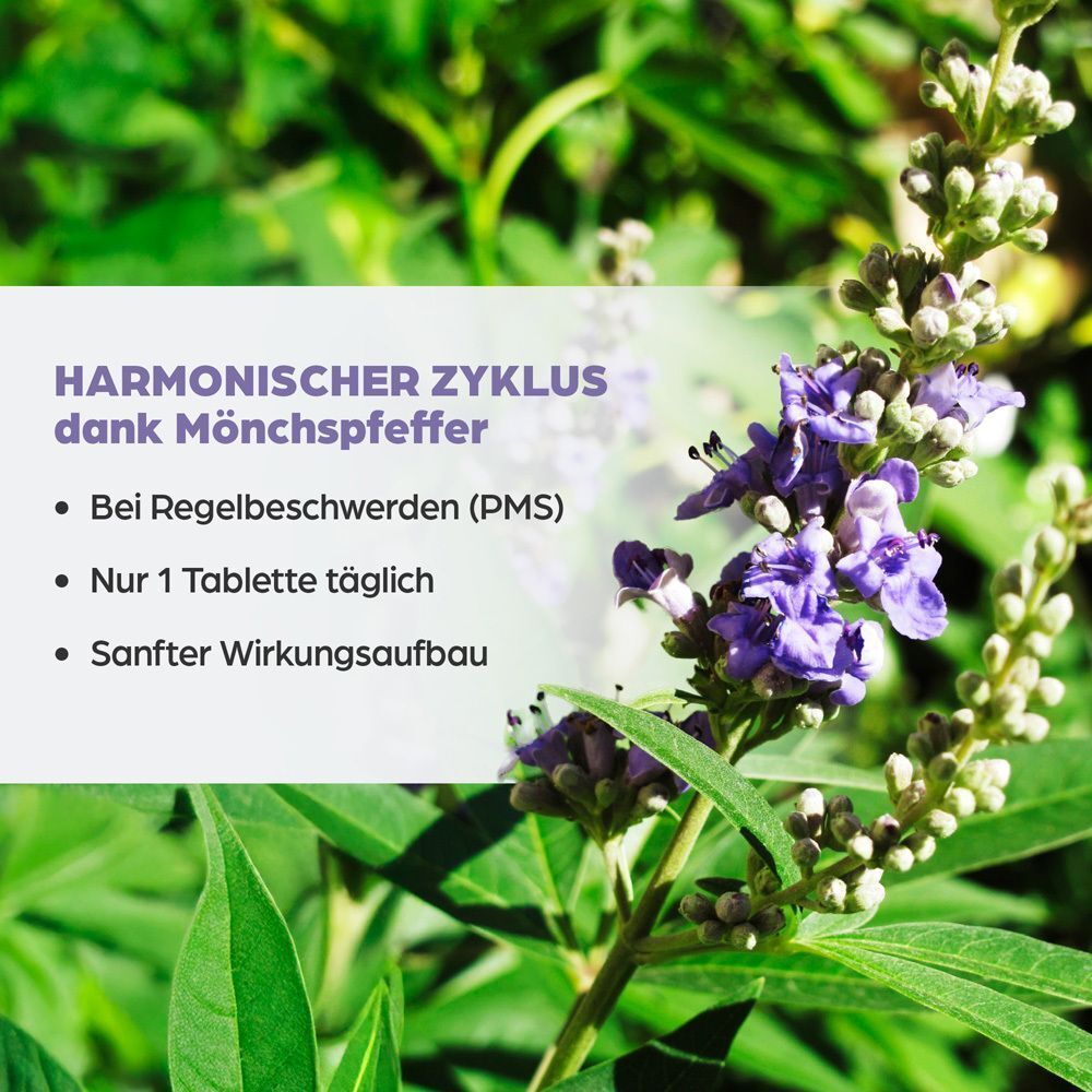 Nahaufnahme einer Mönchspfefferpflanze mit lila Blüten, Text über harmonischen Zyklus und Anwendung.