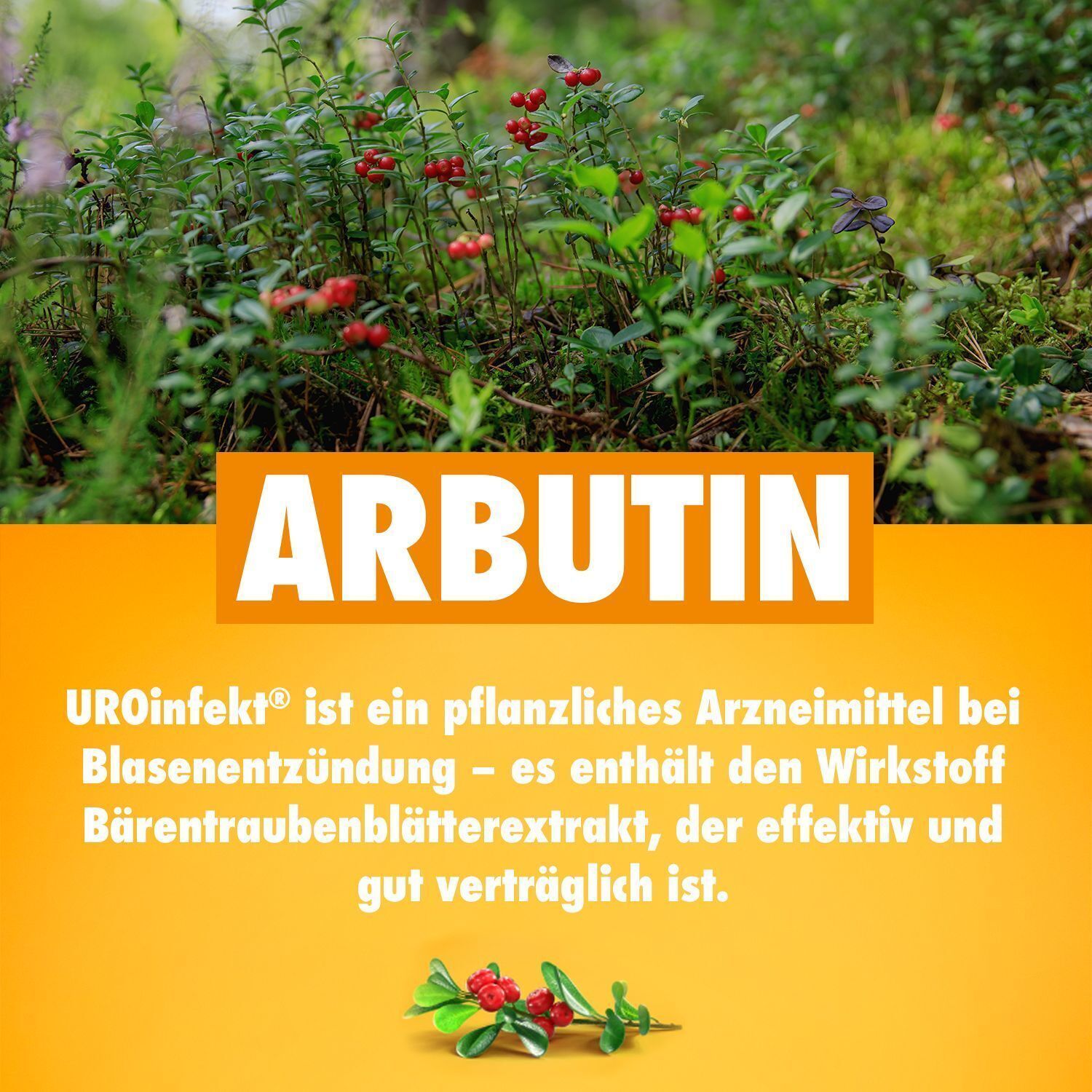 Arbutin-Pflanze (Bärentraubenblätter) im natürlichen Lebensraum. UROinfekt® enthält Arbutin.