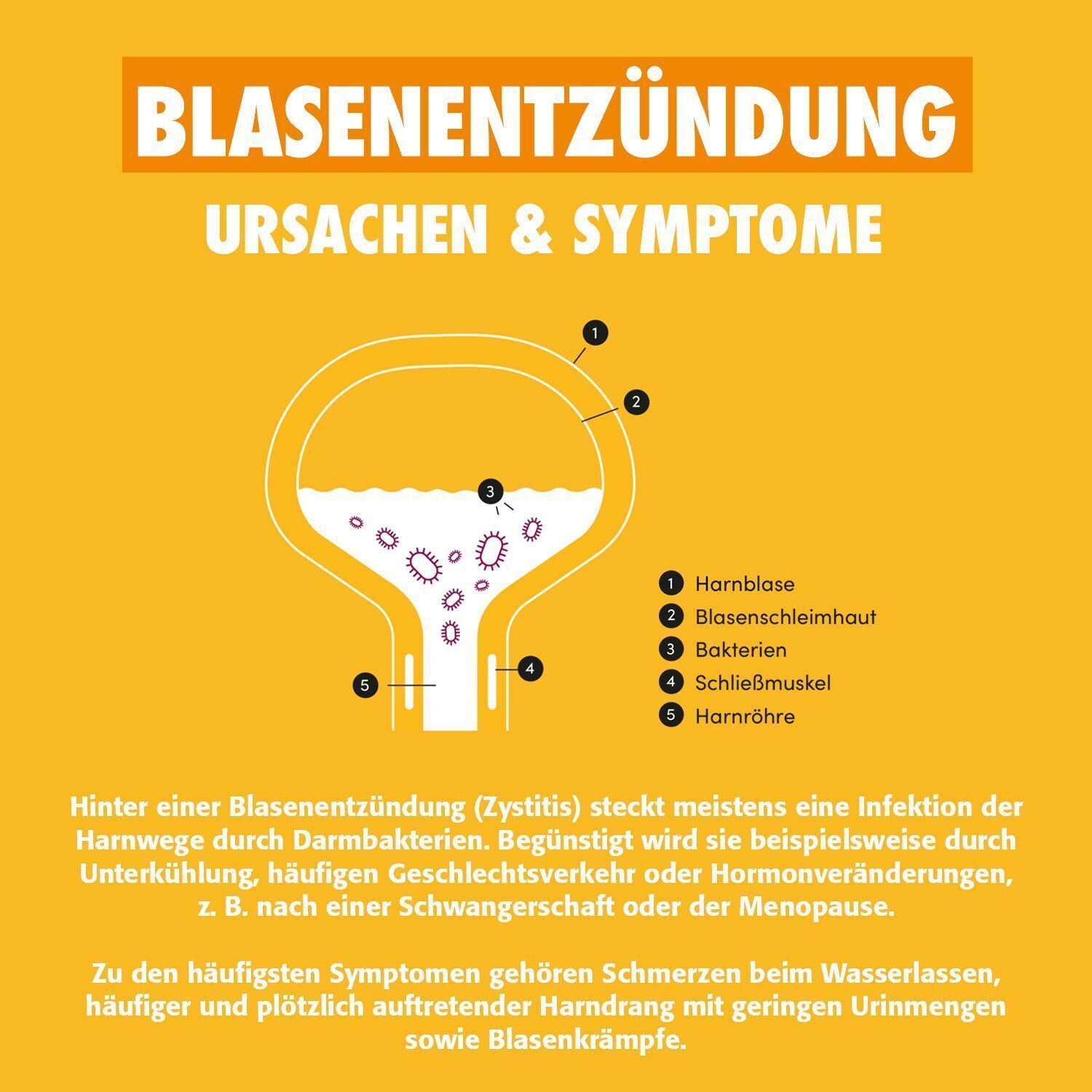 Schema einer Blase mit Bakterien. Titel: "Blasenentzündung Ursachen & Symptome".