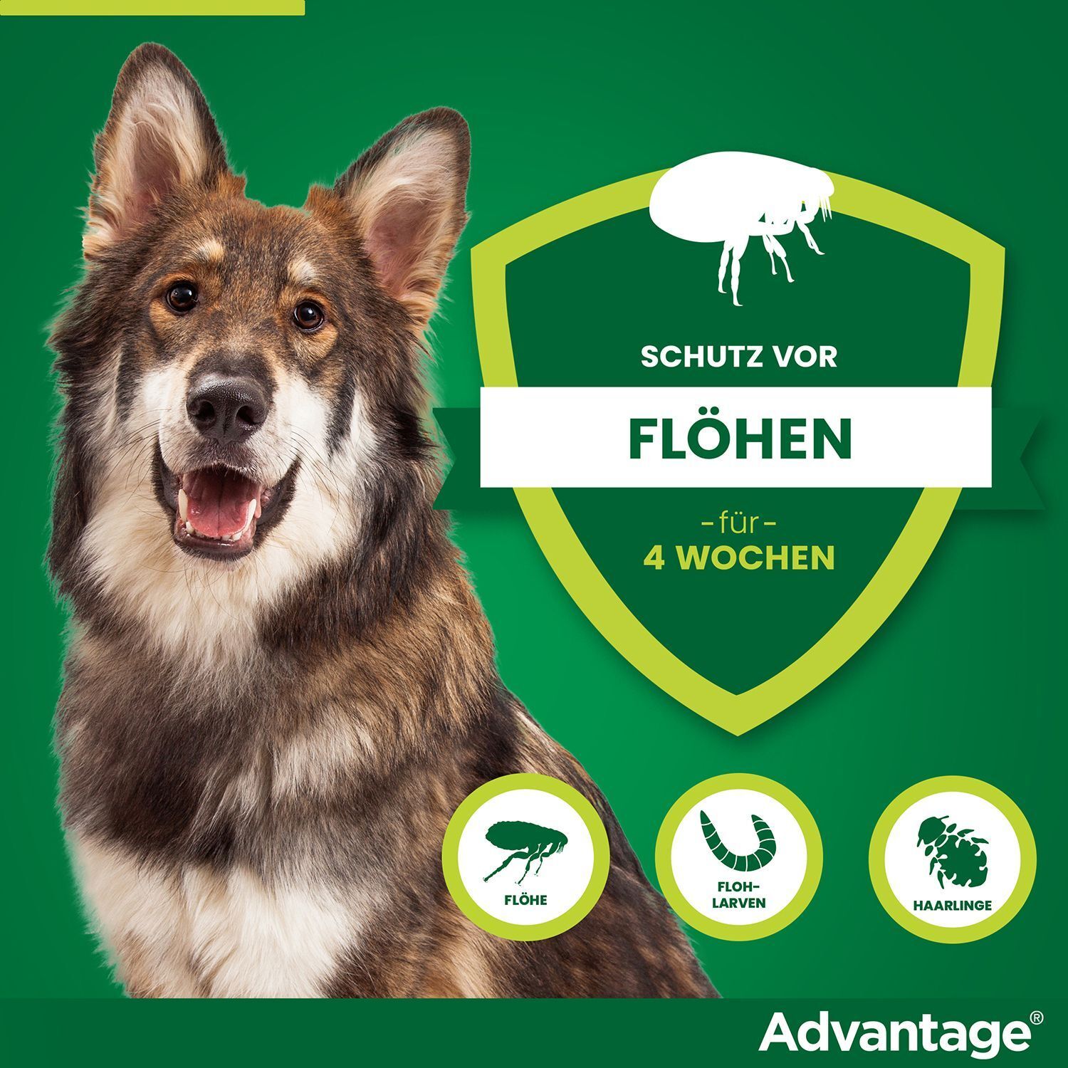 Grüner Hintergrund mit Hund. Schutz vor Flöhen für 4 Wochen. Illustrationen von Flöhen, Larven und Haarlingen.