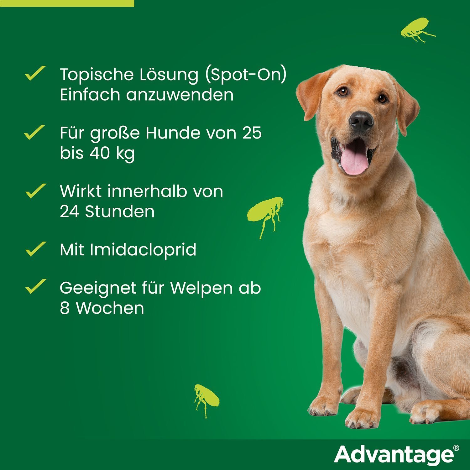 Grüner Hintergrund mit Hund. Topische Lösung, für Hunde von 25 bis 40 kg. Wirkt in 24 Stunden. Mit Imidacloprid.