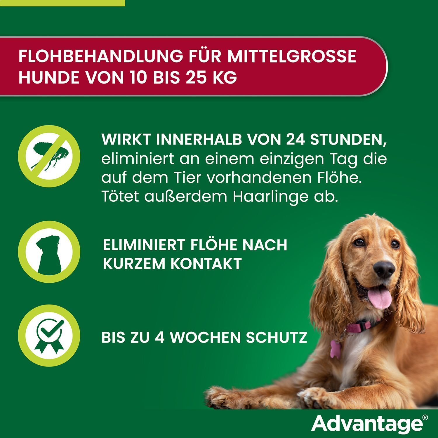 Infografik: Advantage wirkt innerhalb 24 Stunden, eliminiert Flöhe und schützt bis zu 4 Wochen. Hund abgebildet.