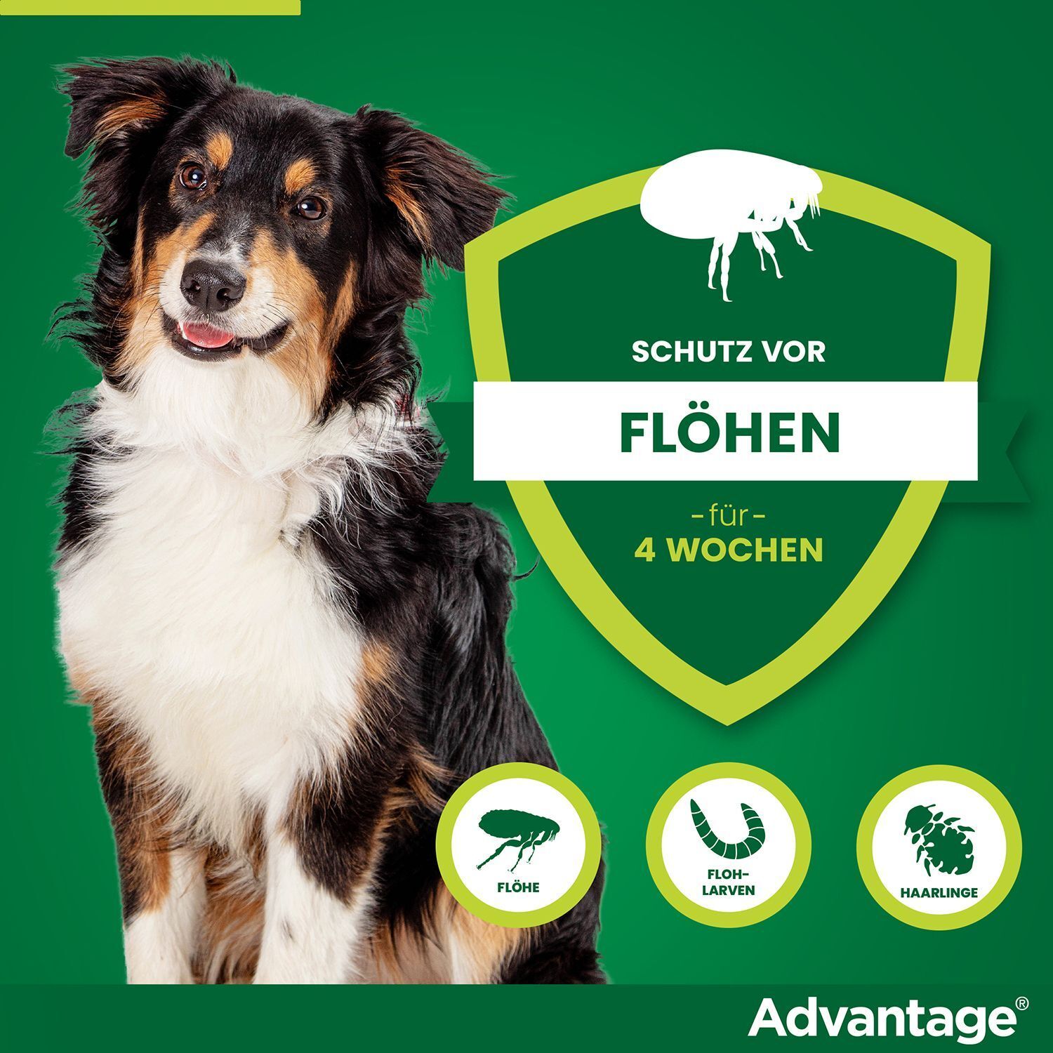 Schutz vor Flöhen für 4 Wochen. Abbildung eines Hundes und Symbole für Flöhe, Larven und Haarlinge. Advantage Logo.