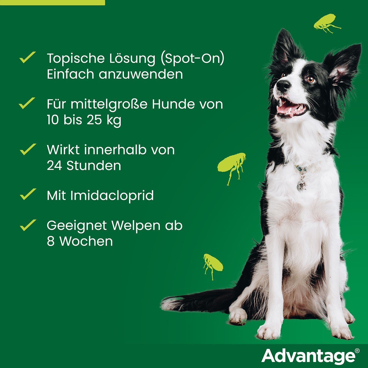 Infografik: Vorteile von Advantage. Topische Lösung, geeignet für mittelgroße Hunde, wirkt in 24 Stunden. Hund abgebildet.